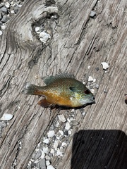 Lepomis megalotis