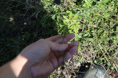 Potentilla intermedia