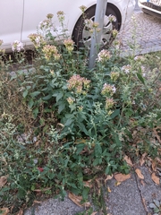 Saponaria officinalis