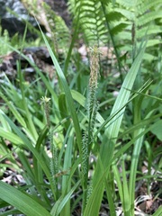 Carex scabrata