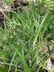 Carex scabrata