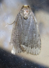 Amphipyra glabella