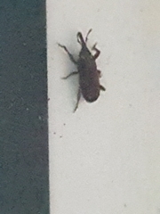 Sitophilus