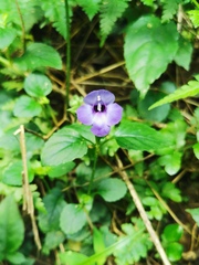 Torenia