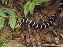 Bungarus multicinctus