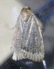Amphipyra glabella