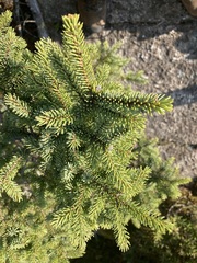 Picea mariana