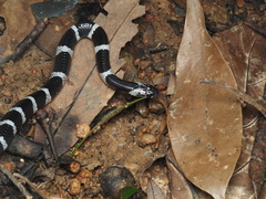 Bungarus multicinctus