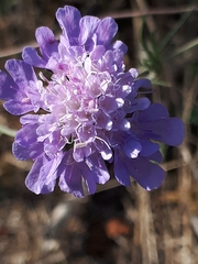 Scabiosa triandra