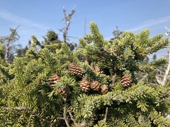 Picea mariana
