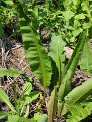 Rumex hydrolapathum