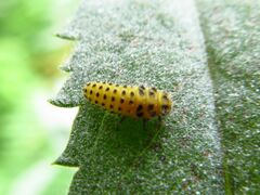 Psyllobora vigintiduopunctata