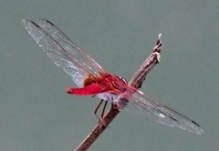 Urothemis signata insignata