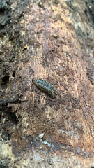 Philomycus carolinianus