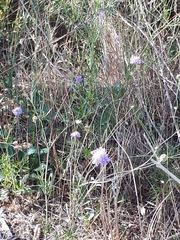 Scabiosa triandra