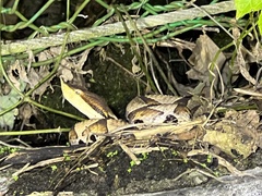 Deinagkistrodon acutus