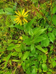 Silphium
