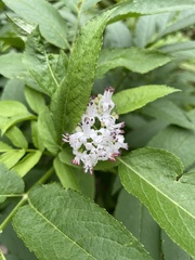 Sambucus ebulus