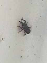 Sitophilus