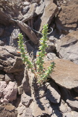 Halogeton glomeratus