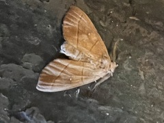Nadata