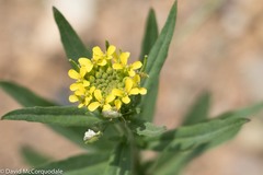 Erysimum cheiranthoides
