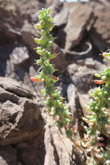 Halogeton glomeratus