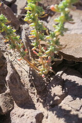 Halogeton glomeratus