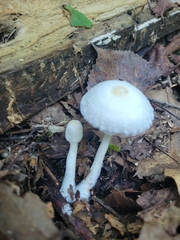Leucocoprinus cepistipes