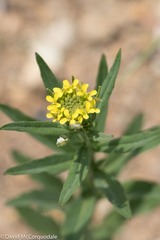 Erysimum cheiranthoides