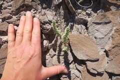 Halogeton glomeratus
