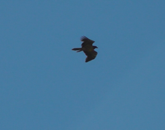 Gypaetus barbatus