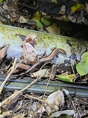 Sphenomorphus indicus