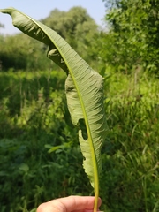 Rumex hydrolapathum