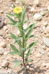 Erysimum cheiranthoides