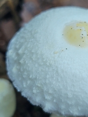 Leucocoprinus cepistipes