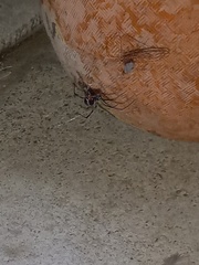 Latrodectus hesperus