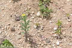 Erysimum cheiranthoides