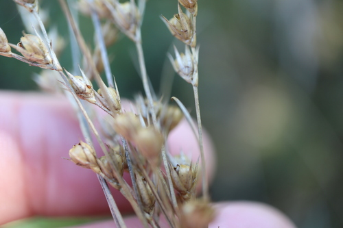 Image of Juncus dudleyi by (c) Henry "Nick" Robertson, some rights reserved (CC BY-SA)