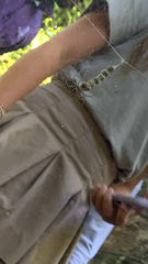 Mecynogea lemniscata