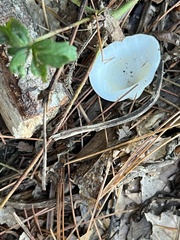 Arcoidea
