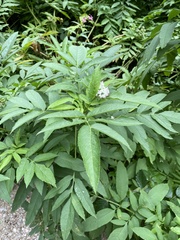 Sambucus ebulus