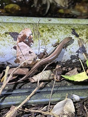 Sphenomorphus indicus