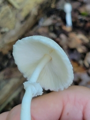 Leucocoprinus cepistipes