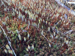 Polytrichum juniperinum