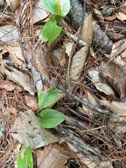 Maianthemum canadense