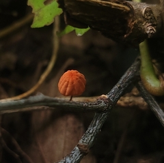 Marasmius siccus