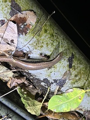 Sphenomorphus indicus