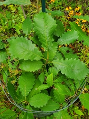 Quercus muehlenbergii