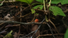 Marasmius siccus